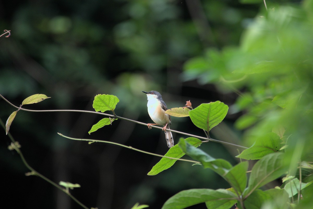 Ashy Prinia - ML640746828