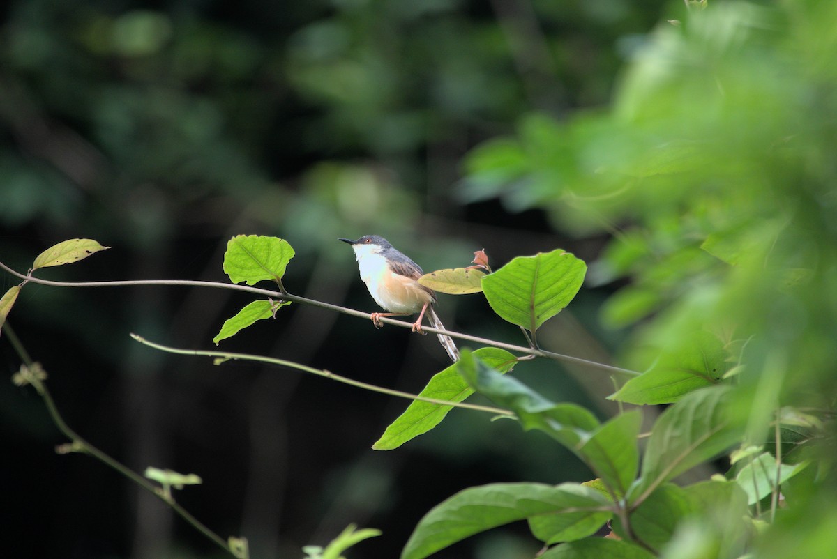 Ashy Prinia - ML640746829