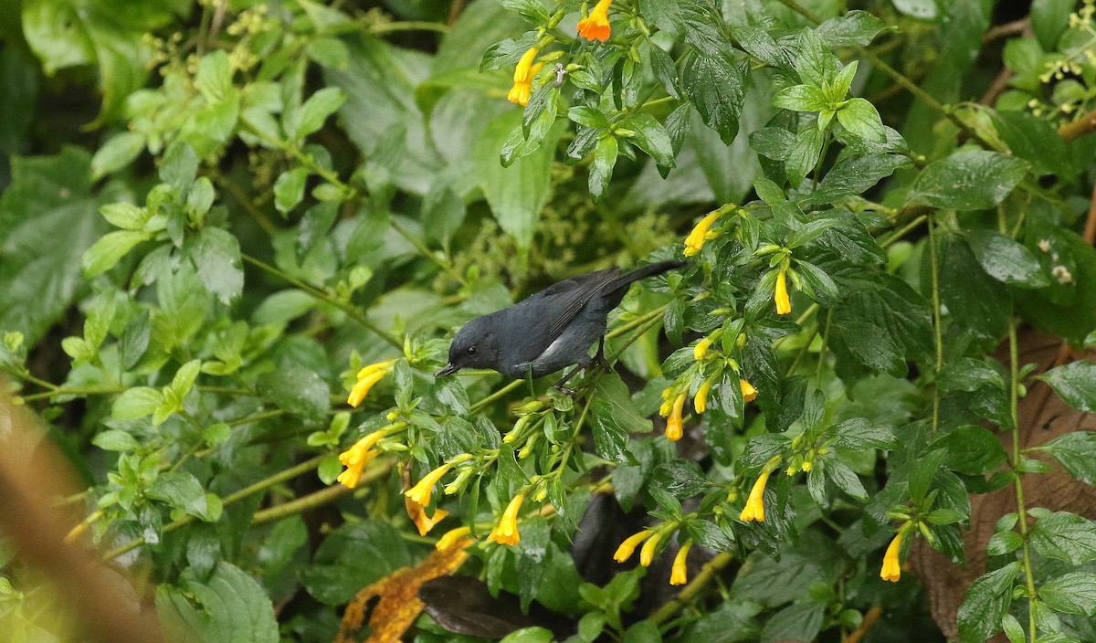 White-sided Flowerpiercer - ML640746852