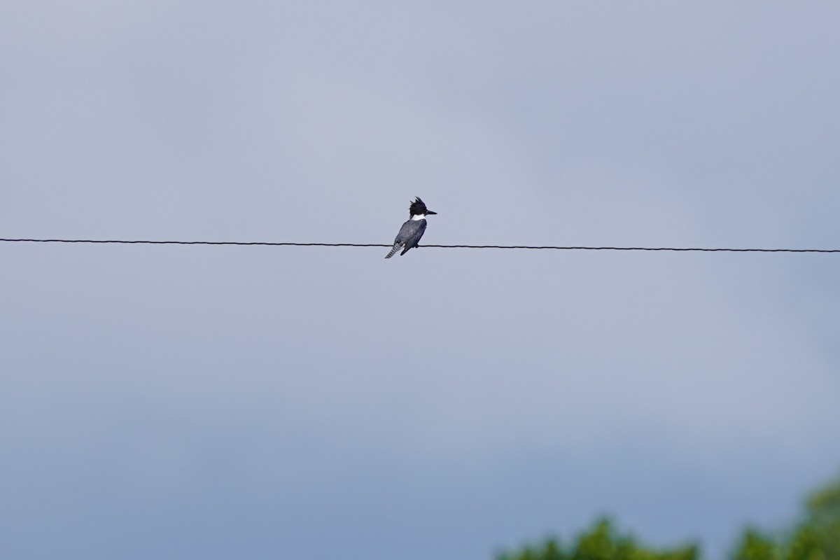 Belted Kingfisher - ML640746863