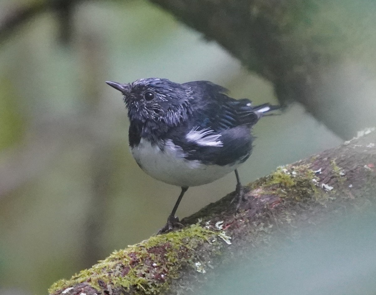 Black-throated Blue Warbler - ML640746872