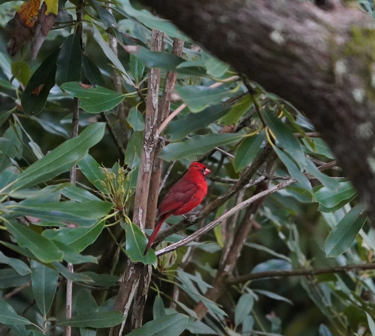 Northern Cardinal - ML640746873