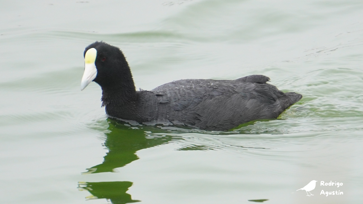 Slate-colored Coot - ML640746911