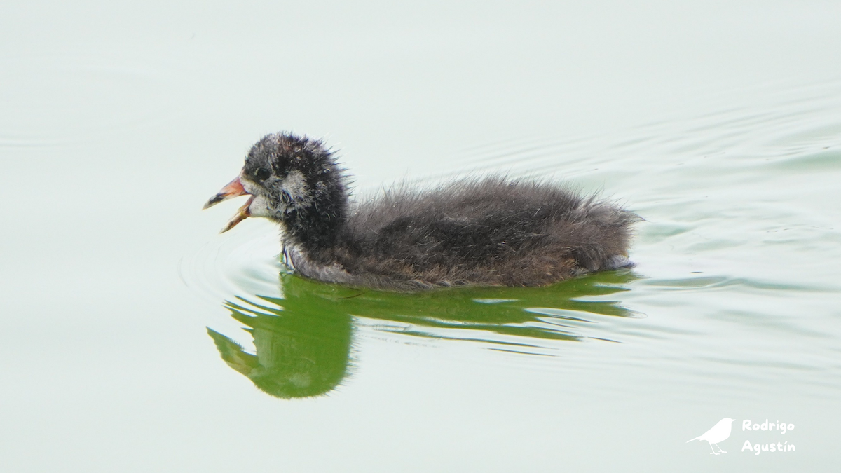 Slate-colored Coot - ML640746912