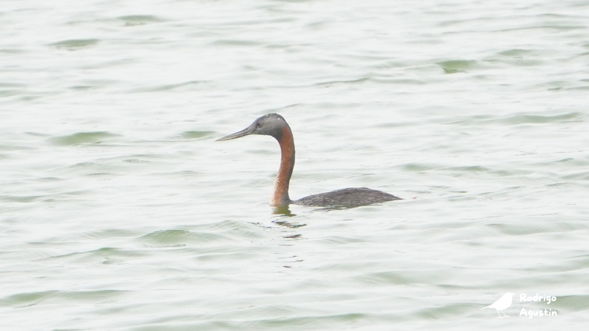 Great Grebe - ML640746945