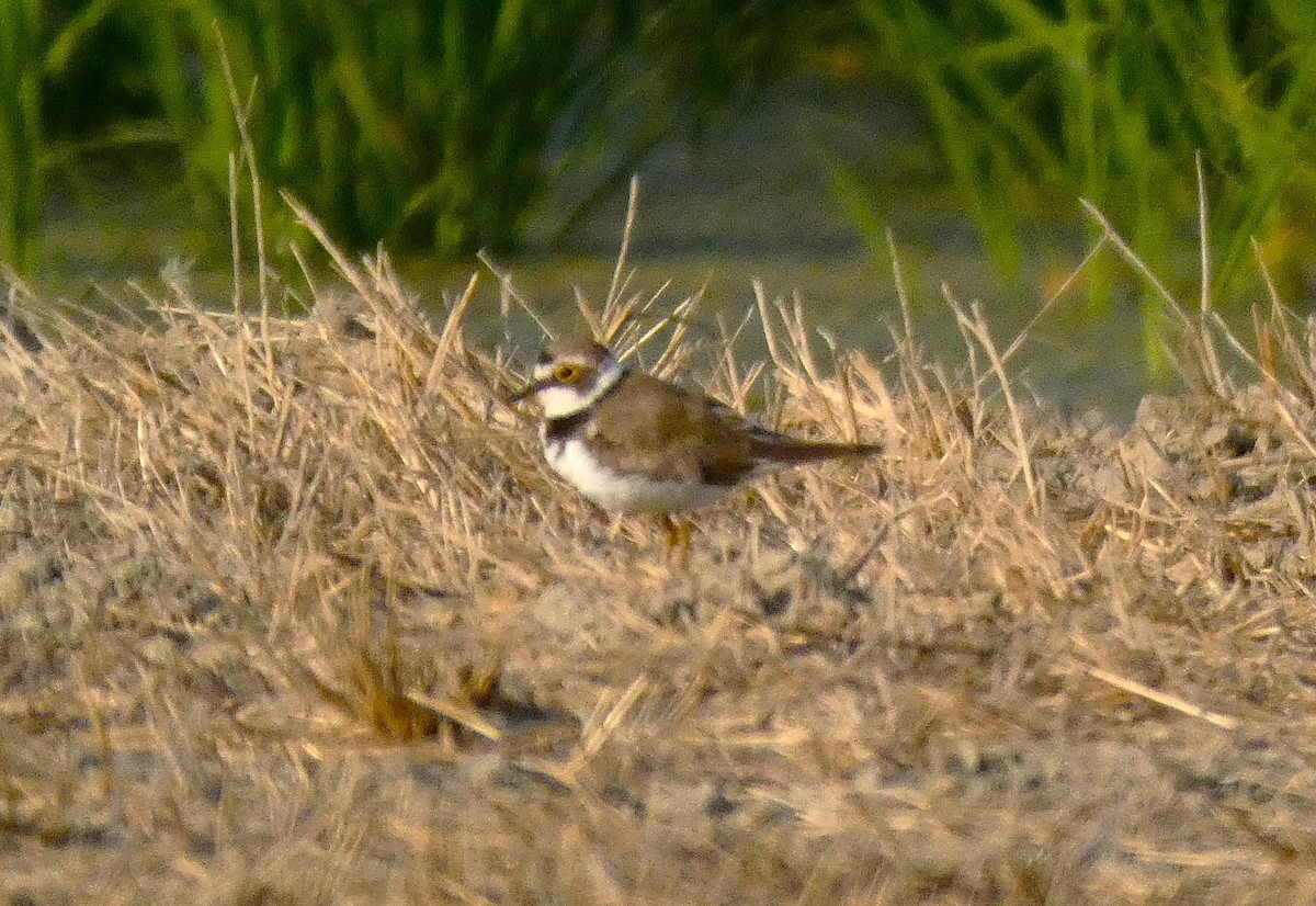 Little Ringed Plover - ML640746946