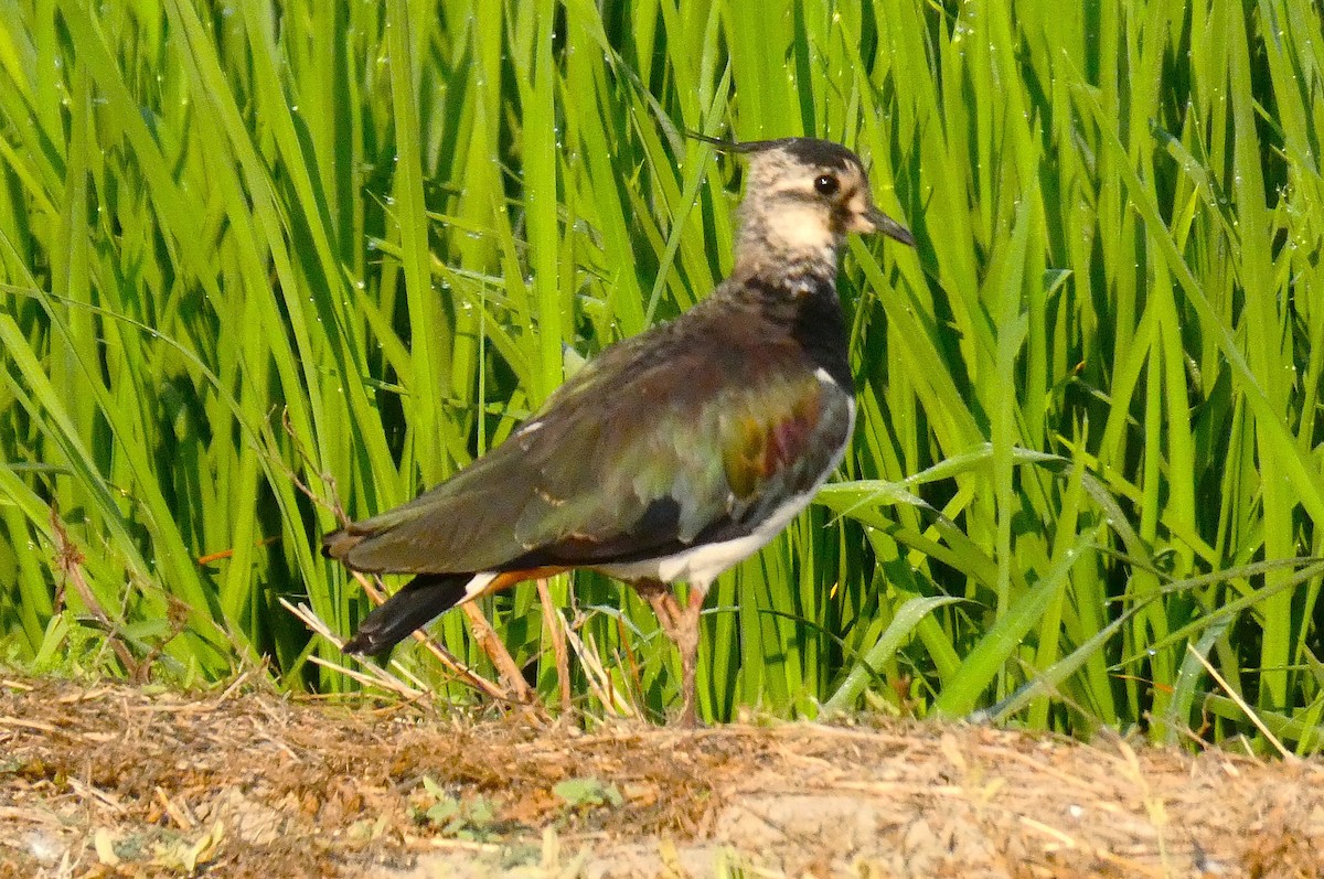 Northern Lapwing - ML640746950