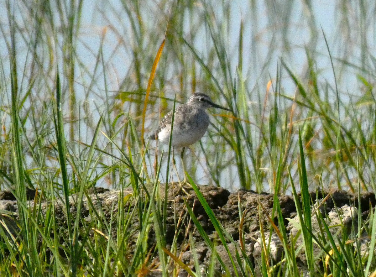 Wood Sandpiper - ML640746961