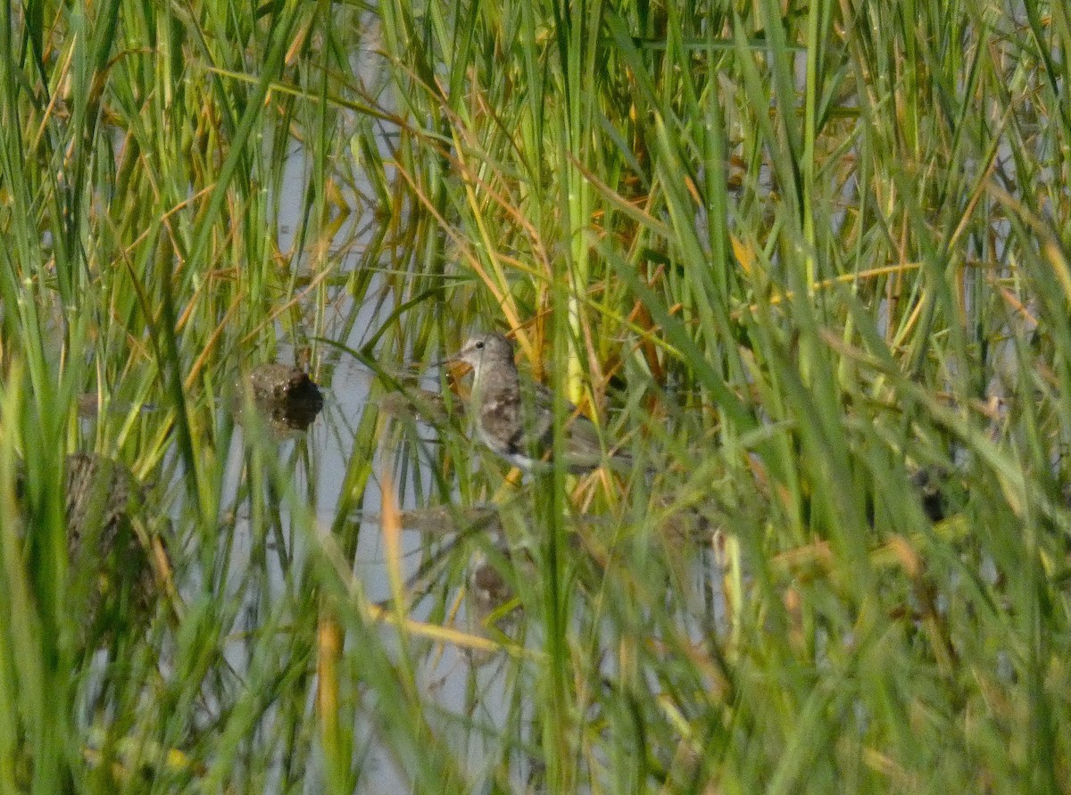 Temminck's Stint - ML640746967