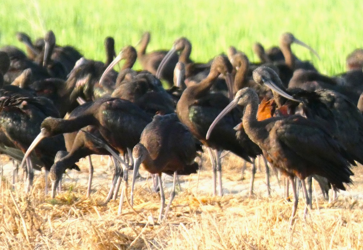 Glossy Ibis - ML640746994