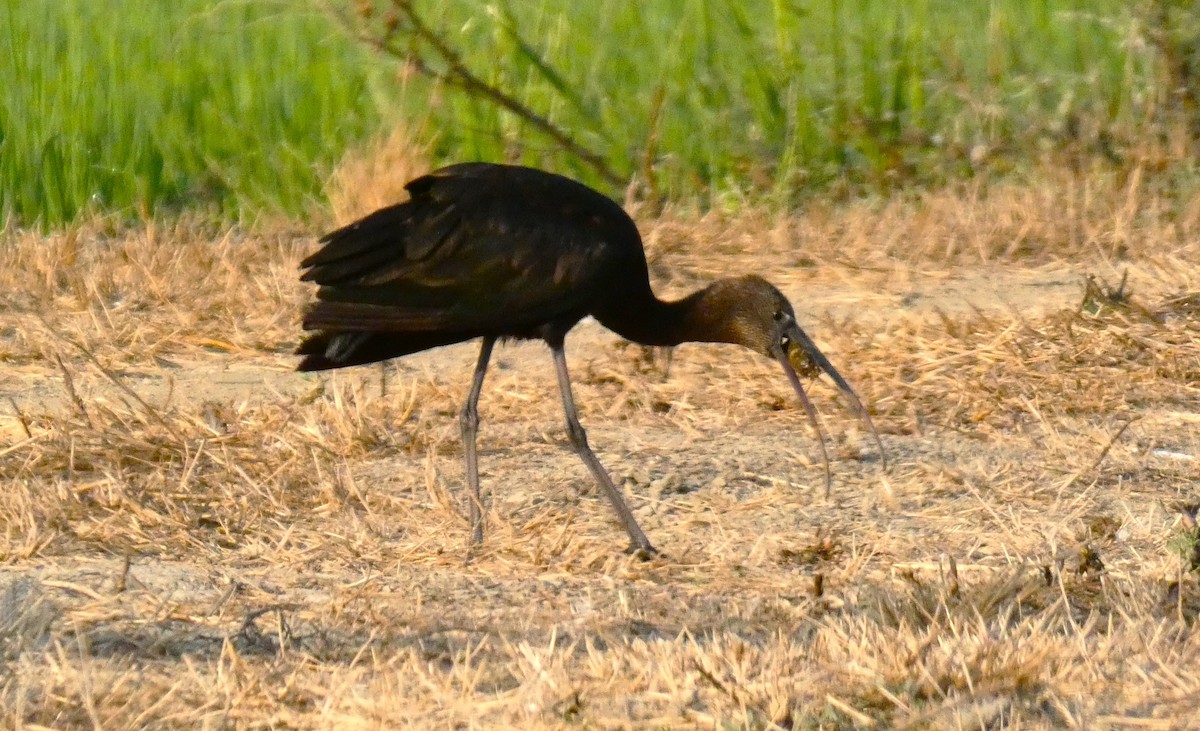 Glossy Ibis - ML640746995