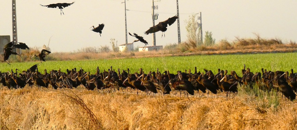 Glossy Ibis - ML640746996