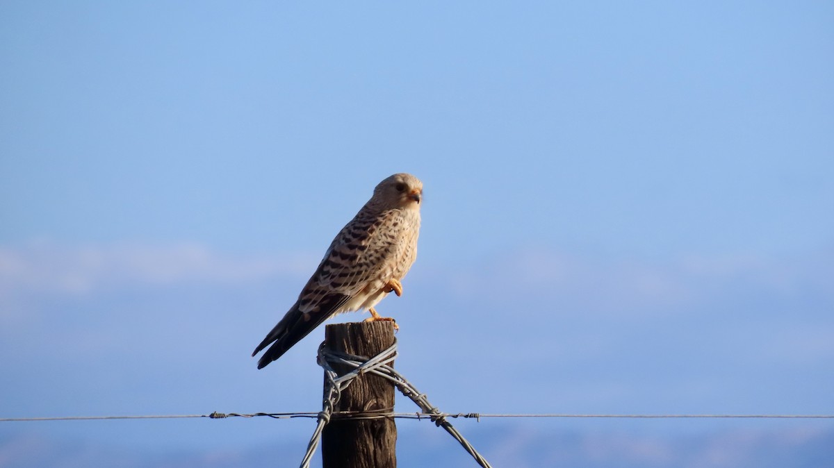 Greater Kestrel - ML640746999