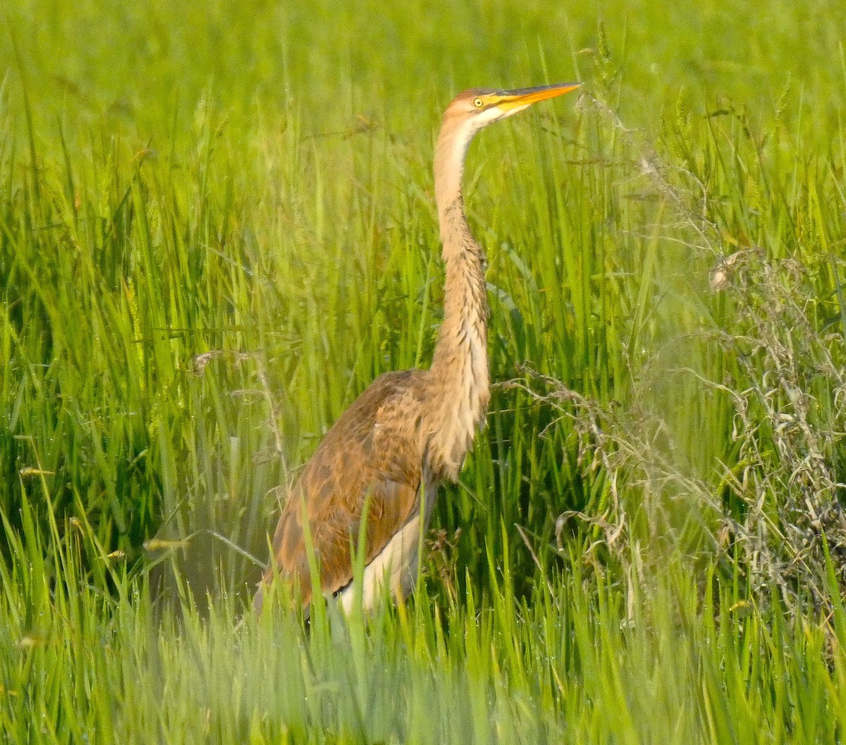Purple Heron - ML640747000