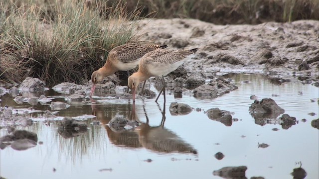 Black-tailed Godwit (European) - ML640747003