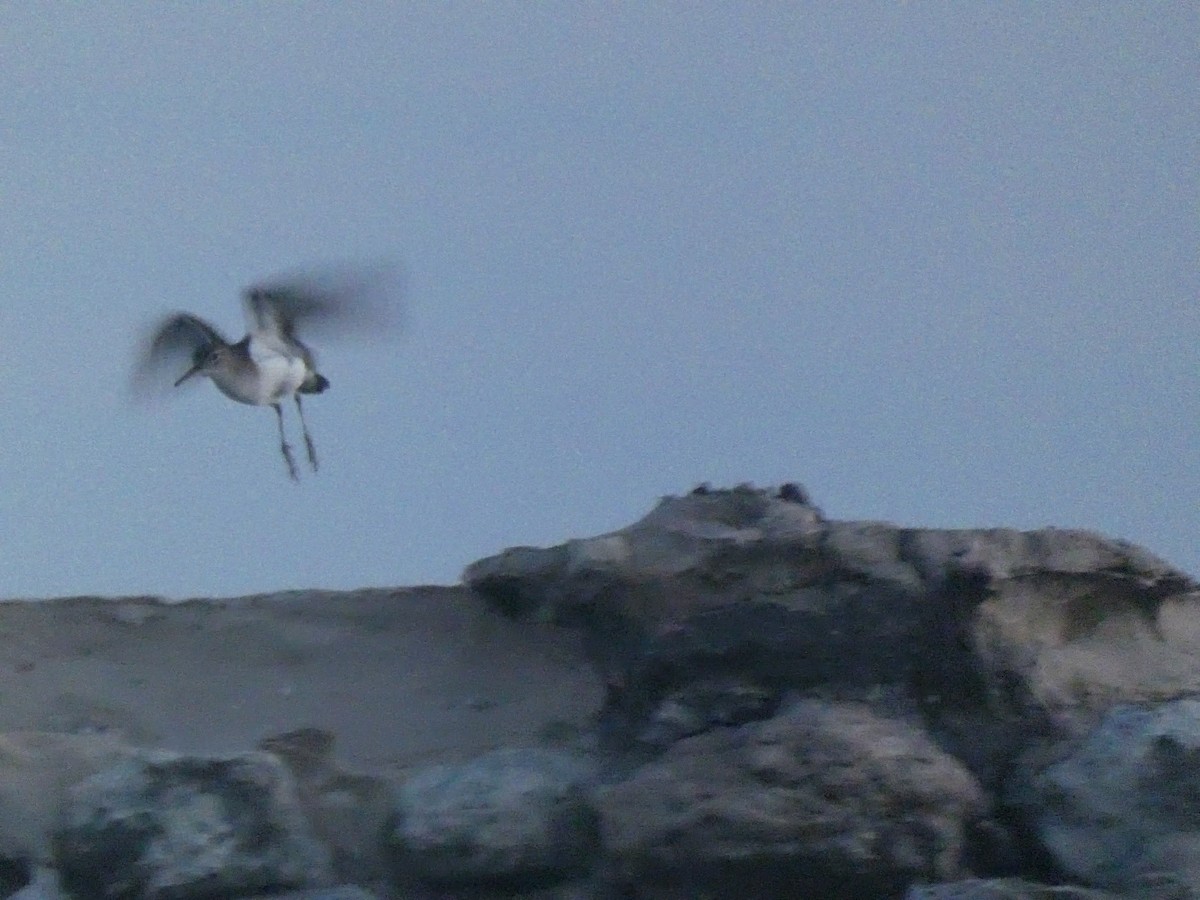 Piro piro macchiato - ML640747005