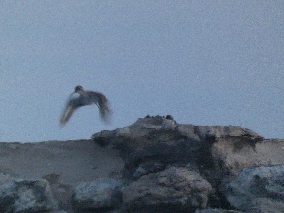 Piro piro macchiato - ML640747006