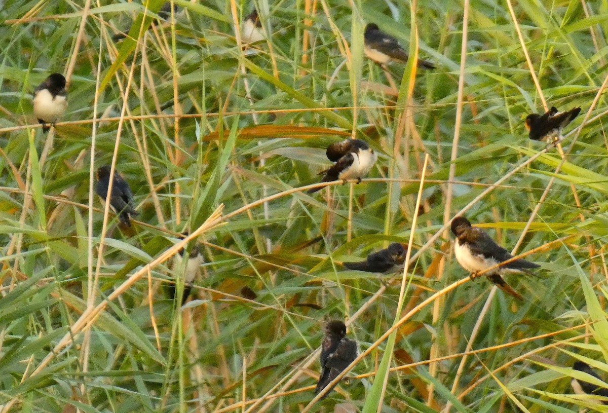 Barn Swallow - ML640747009