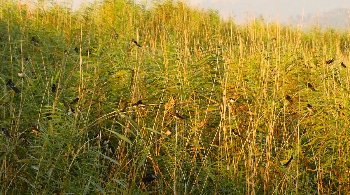 Barn Swallow - ML640747010