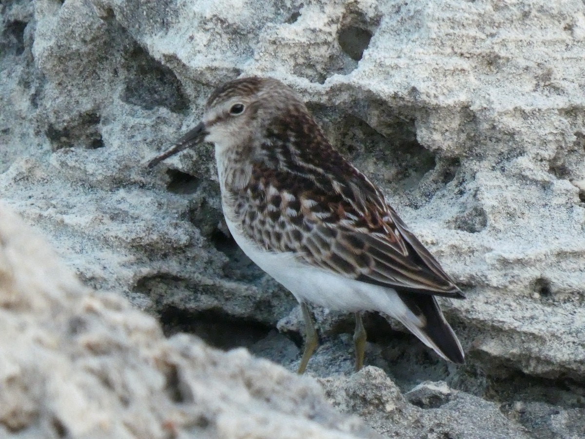 Gambecchio americano - ML640747012