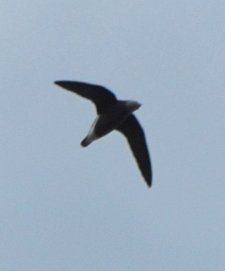 White-throated Needletail - ML640747013