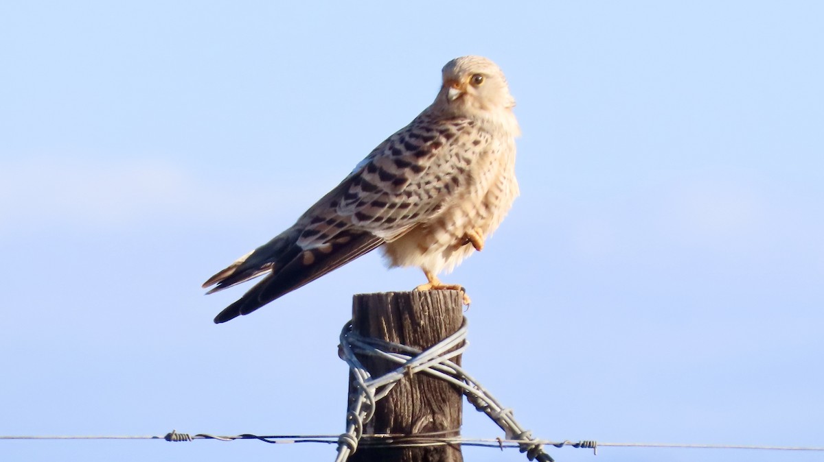 Greater Kestrel - ML640747016