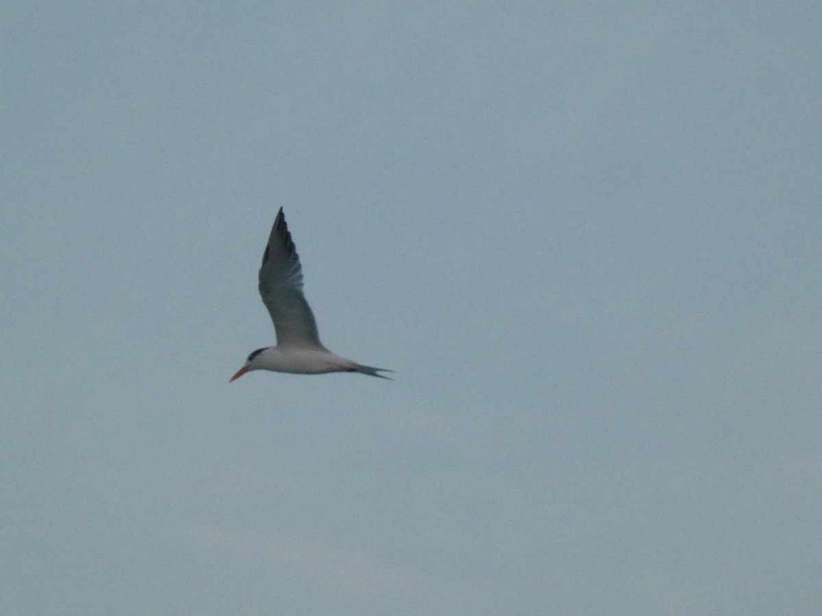 Royal Tern - ML640747036