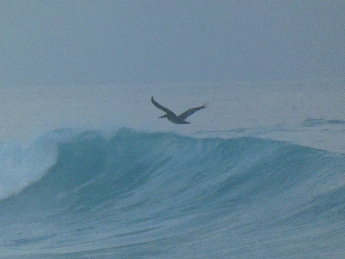 Brown Pelican - ML640747038