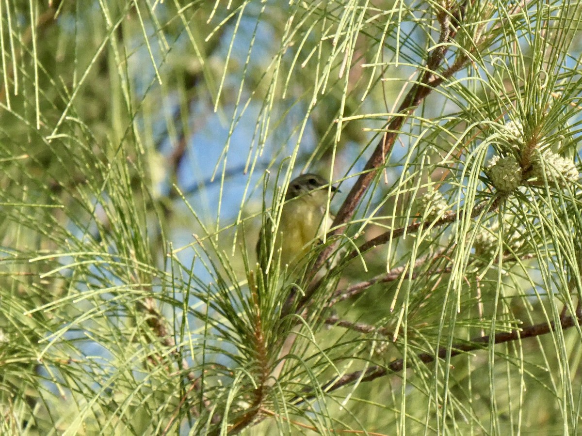 Bananaquit (Bahamas) - ML640747048