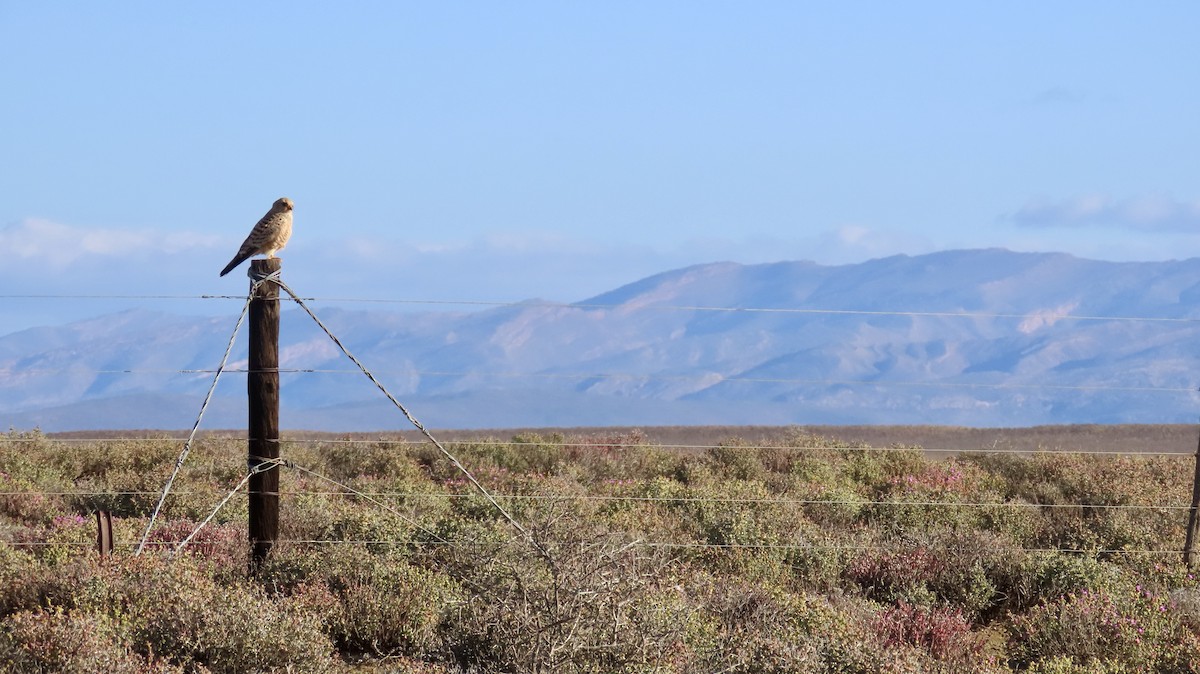 Greater Kestrel - ML640747052