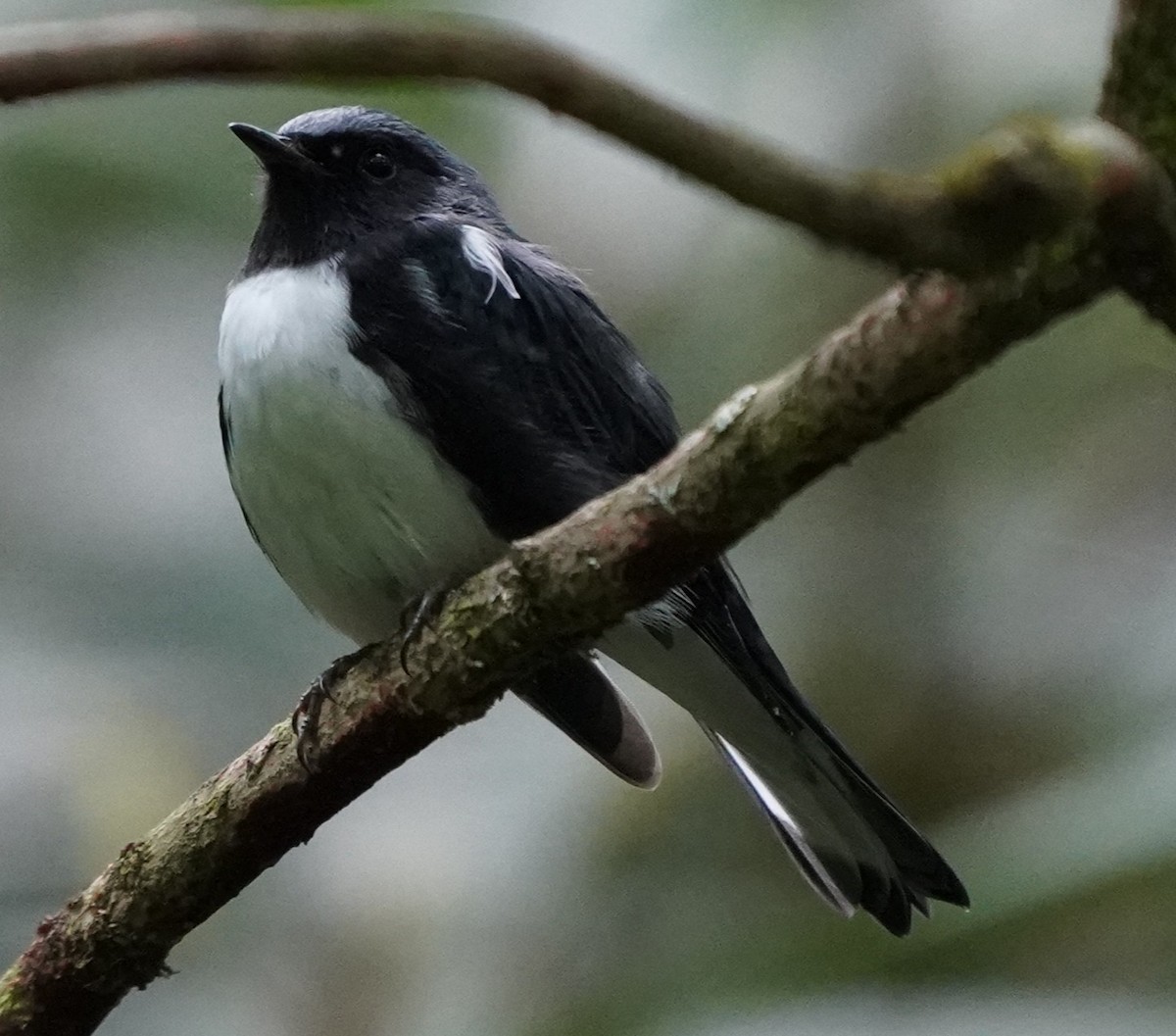 Black-throated Blue Warbler - ML640747070