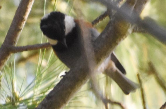 Rufous-naped Tit - ML640747099