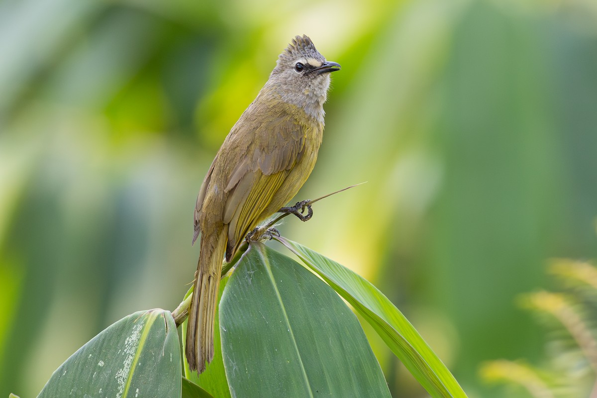 Flavescent Bulbul - ML640747102