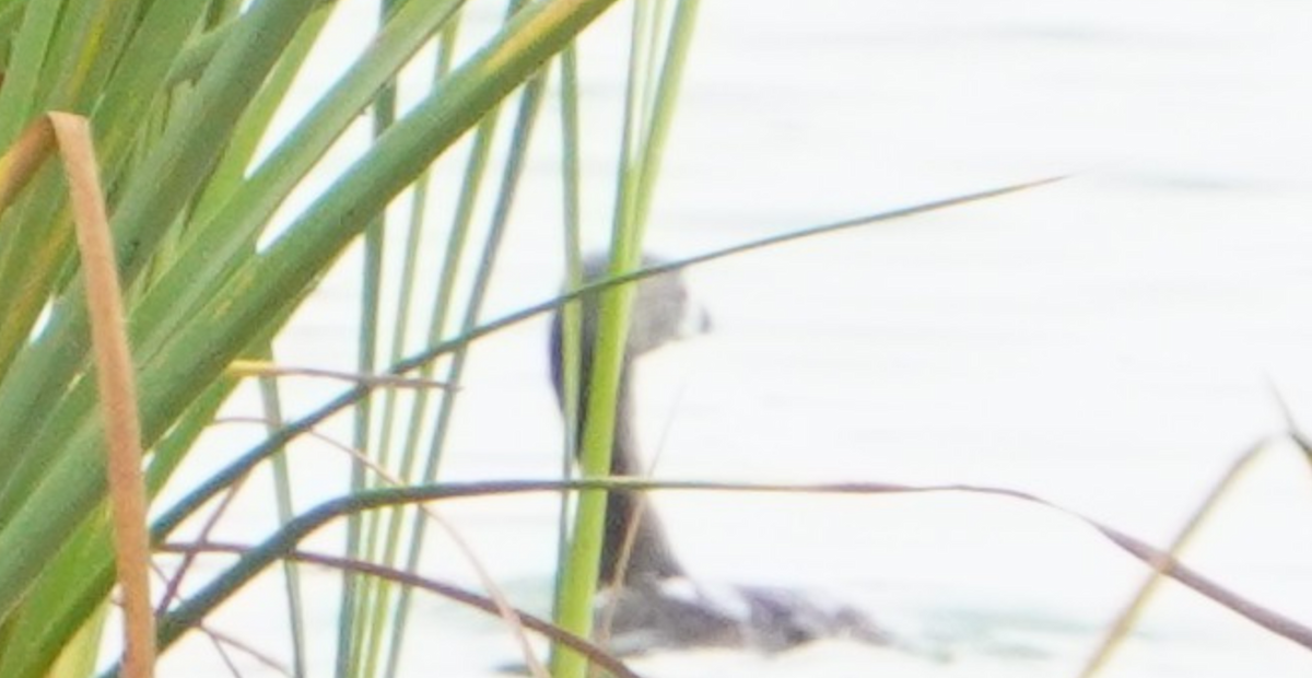 Pied-billed Grebe - ML640747106
