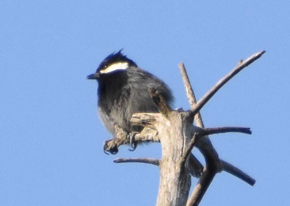 Rufous-naped Tit - ML640747108