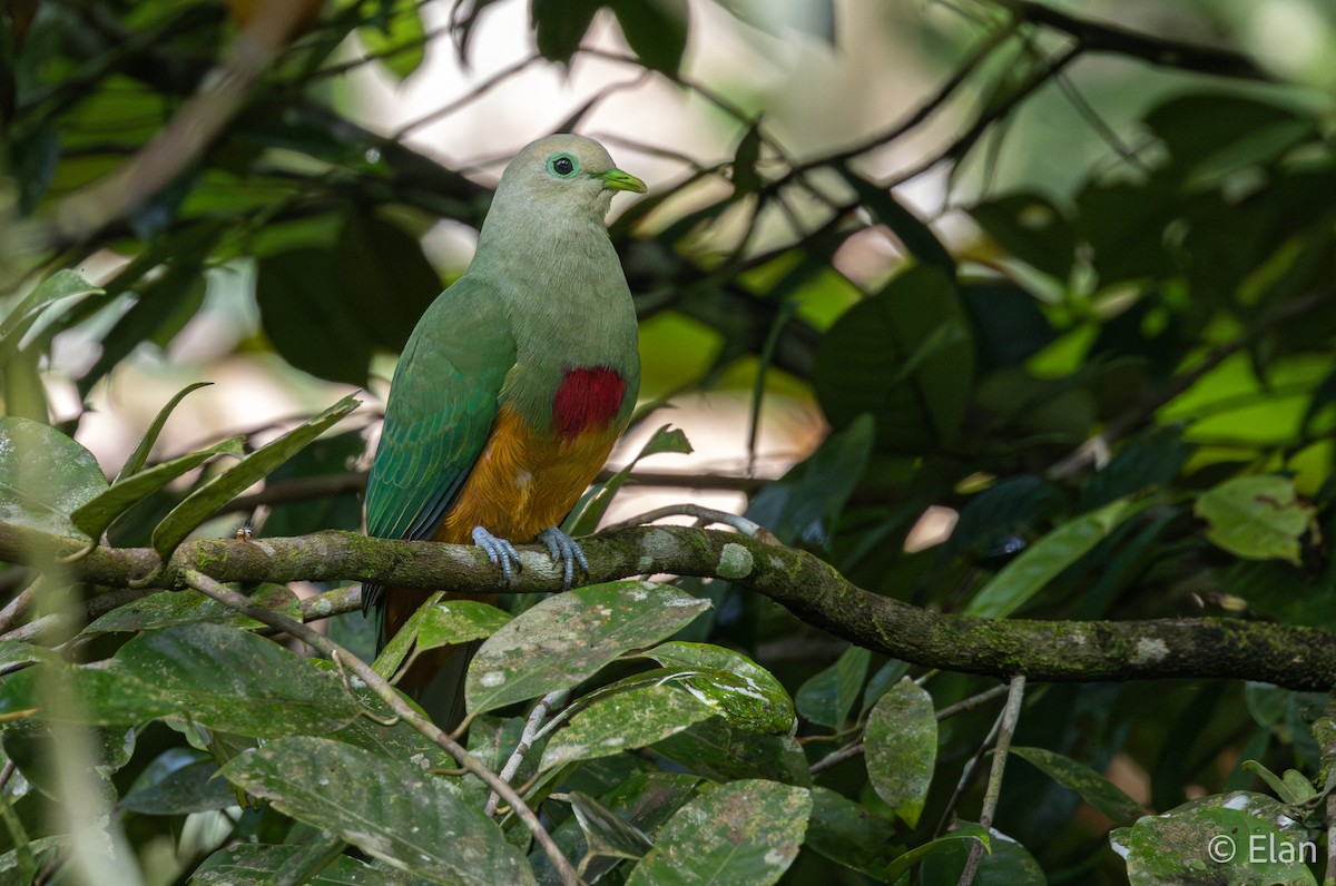 Scarlet-breasted Fruit-Dove - ML640747132