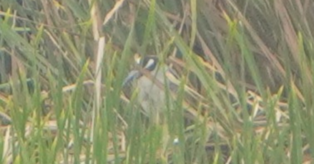Yellow-crowned Night Heron - ML640747143