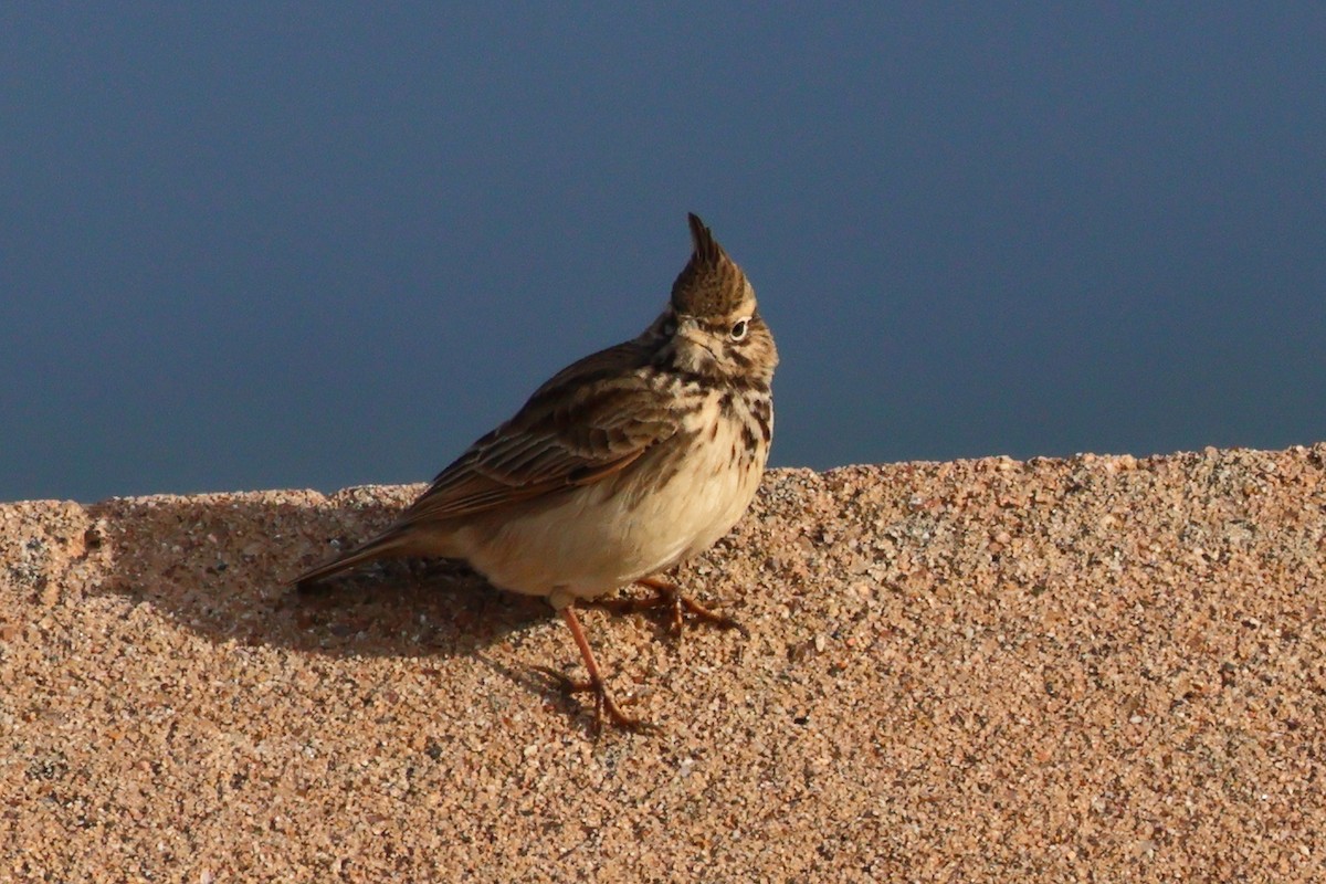 Согсоот болжмор - ML640747163