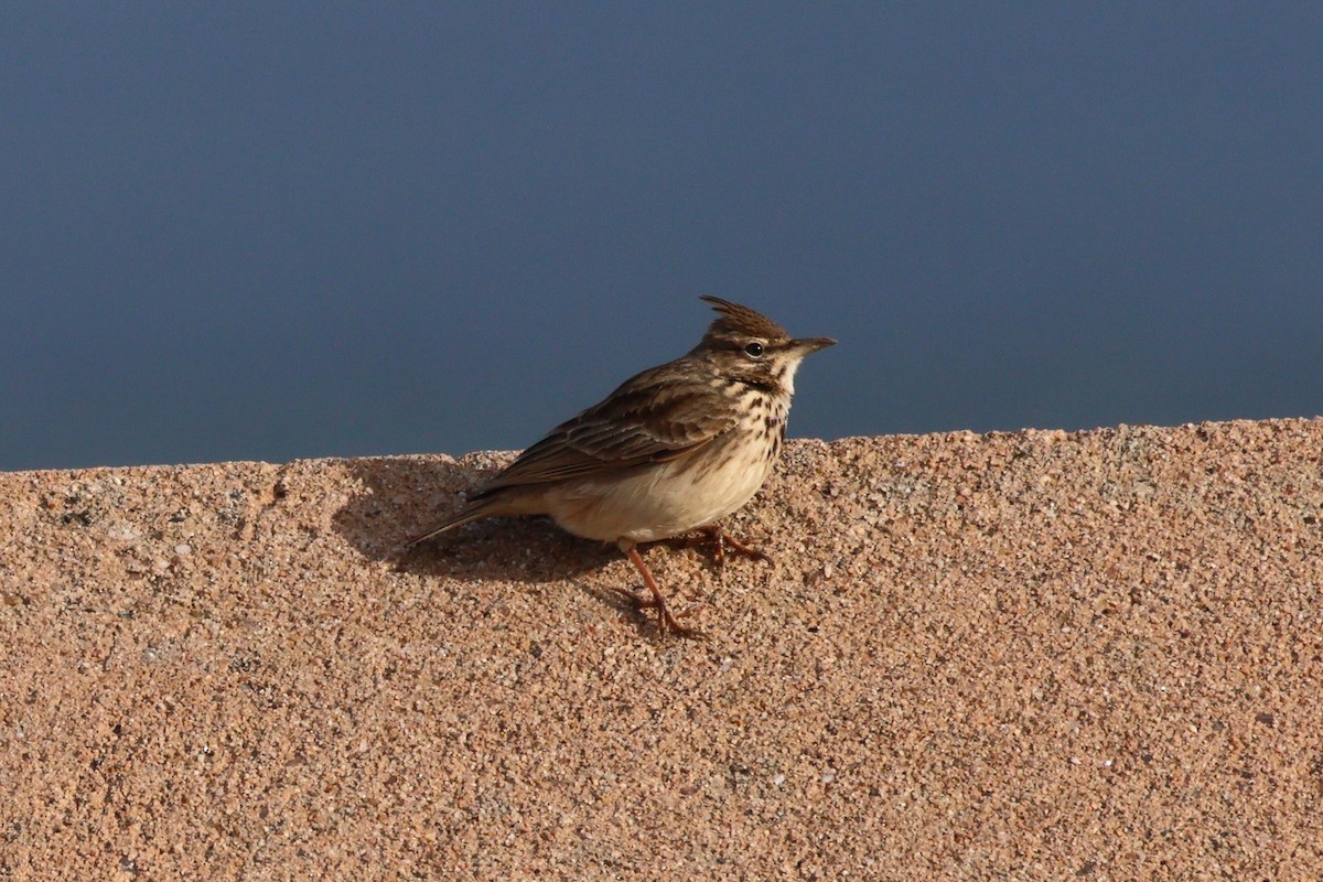 Согсоот болжмор - ML640747164