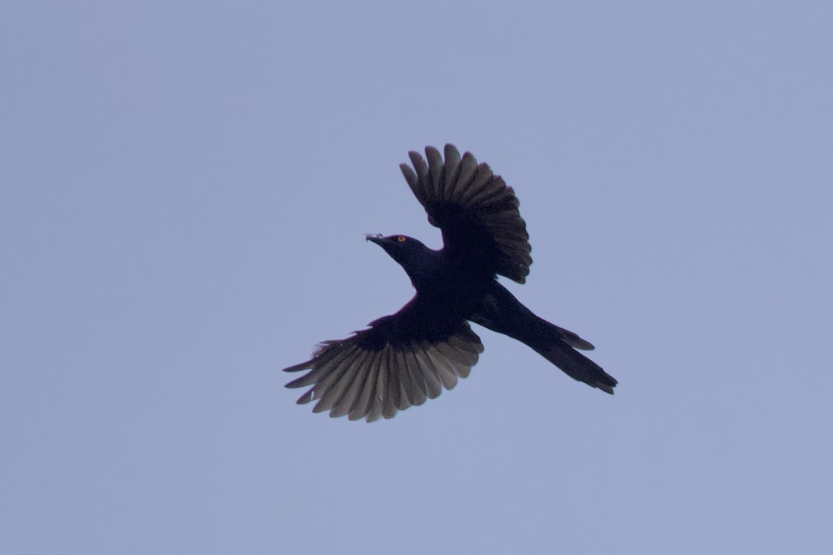 Narrow-tailed Starling - ML640747165