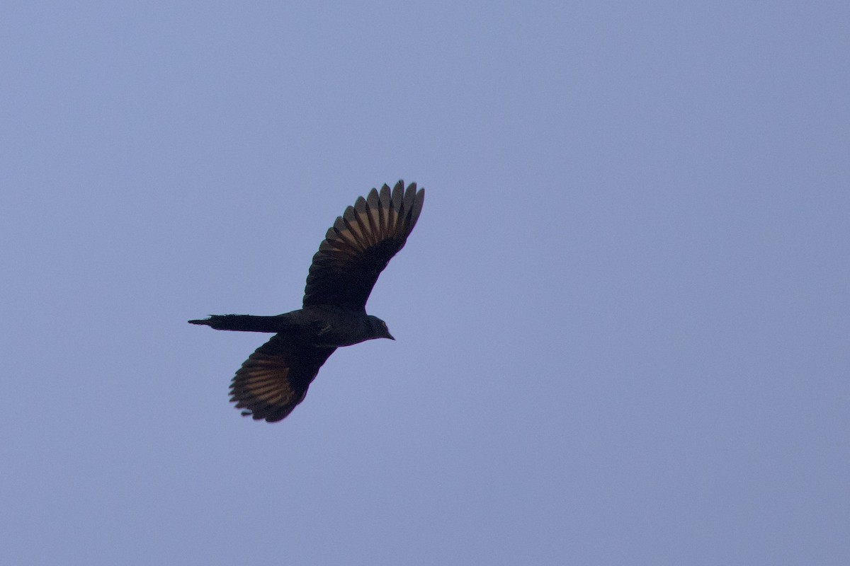Narrow-tailed Starling - ML640747166