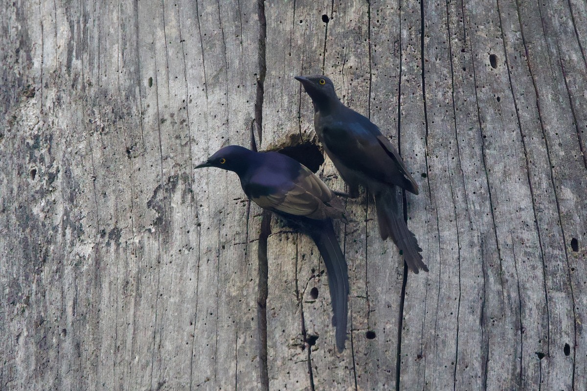 Narrow-tailed Starling - ML640747167