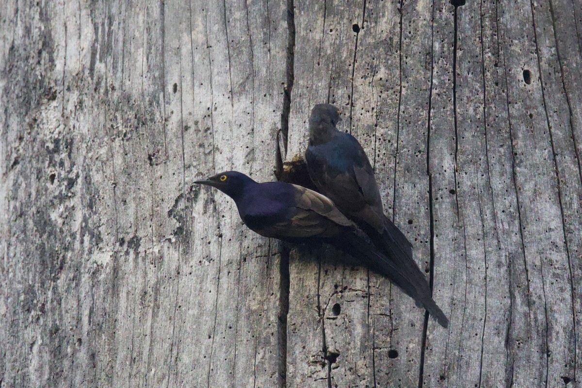 Narrow-tailed Starling - ML640747169