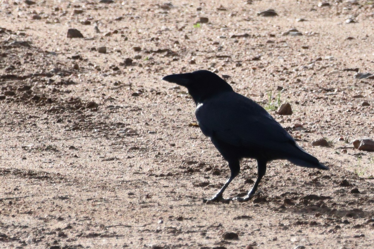 Хар хэрээ - ML640747172