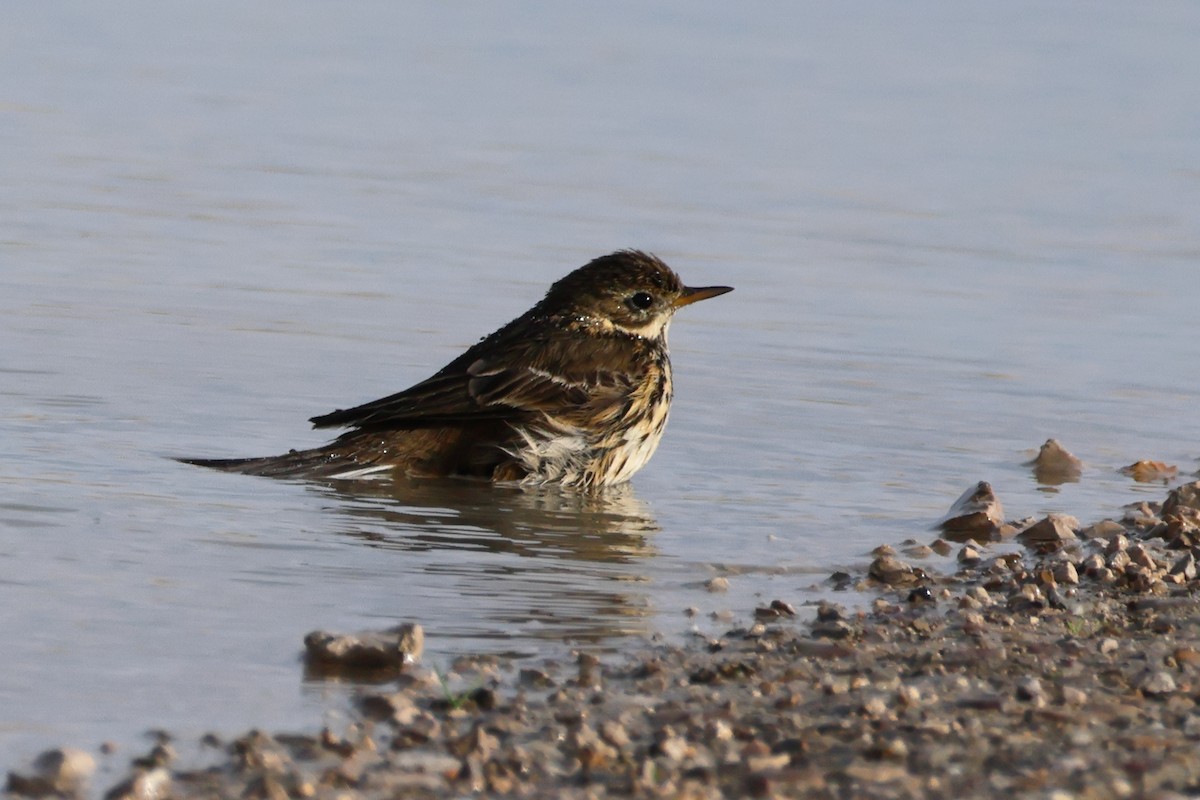 Нугын шийхнүүхэй - ML640747181