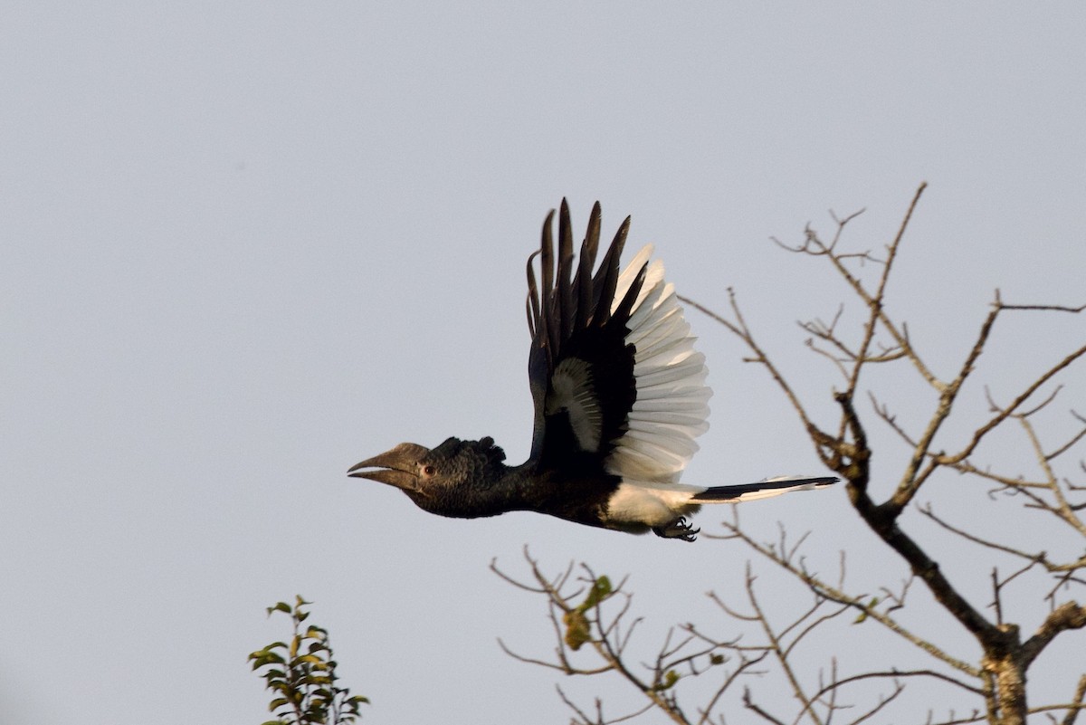 Black-and-white-casqued Hornbill - ML640747188