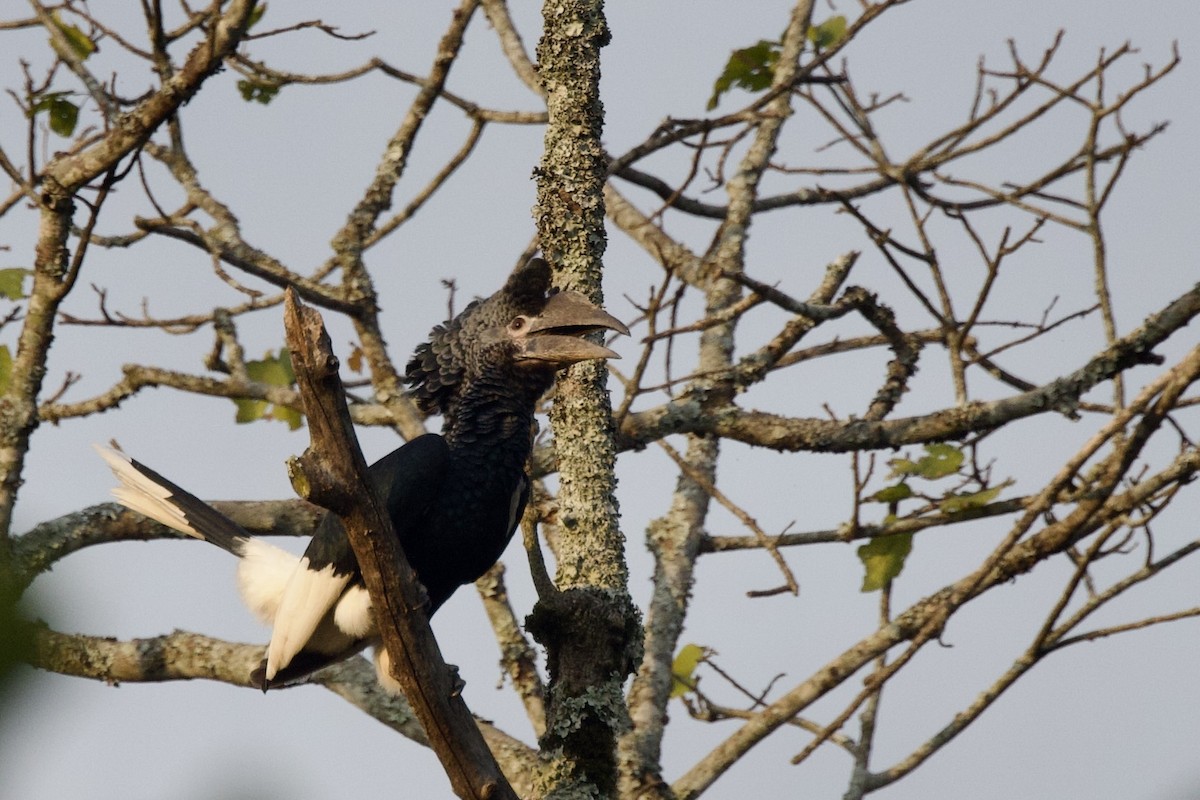 Black-and-white-casqued Hornbill - ML640747189