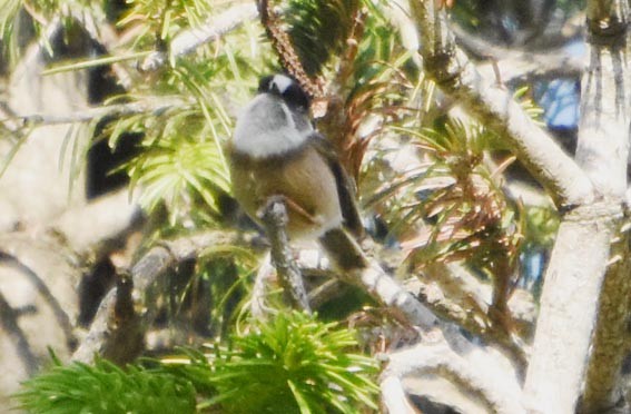 White-throated Tit - ML640747206