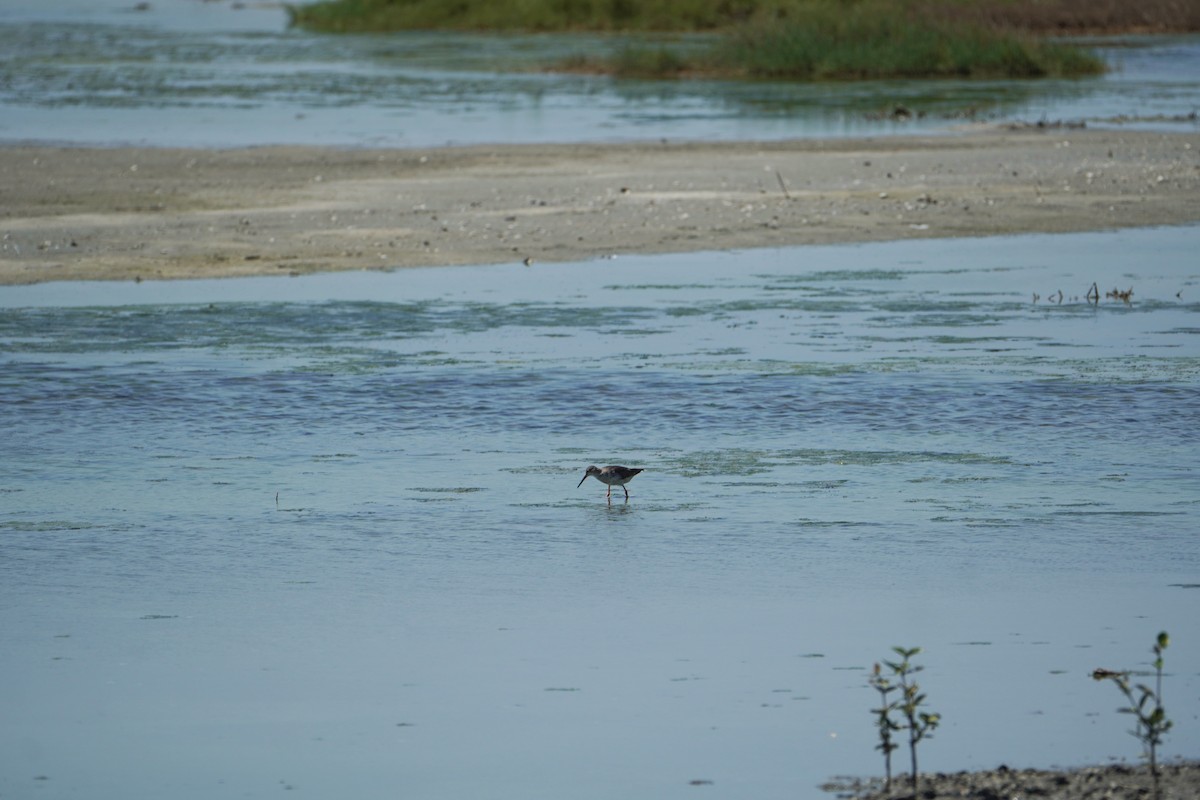 Common Redshank - ML640747215