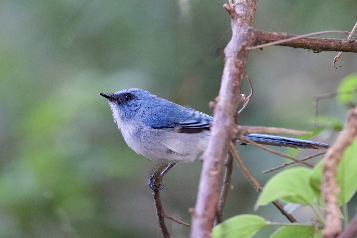 African Blue Flycatcher - ML640747216